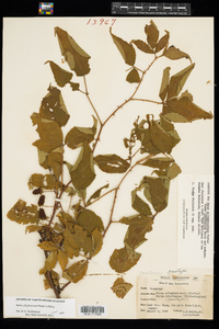 Rubus allegheniensis image