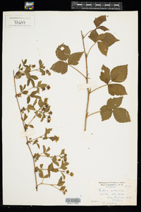 Rubus flagellaris image