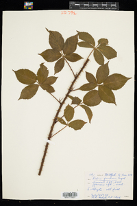 Rubus pensilvanicus image