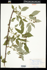 Rubus occidentalis image