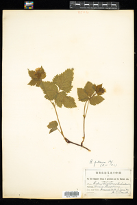 Rubus pubescens image