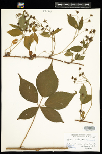 Rubus allegheniensis image