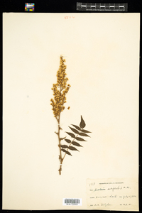 Sorbaria sorbifolia image