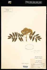 Sorbus aucuparia image