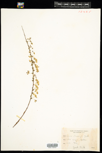 Spiraea thunbergii image