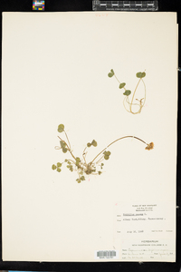 Trifolium repens image