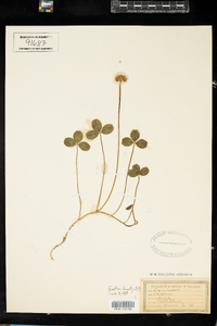 Trifolium repens image