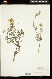 Image of Deutzia grandiflora