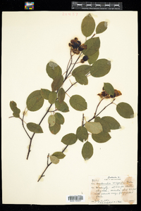 Amelanchier interior image