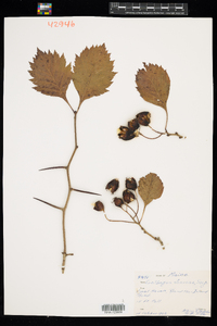 Crataegus jonesiae image