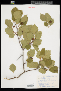 Crataegus jonesiae image