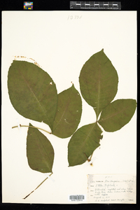 Ptelea trifoliata image