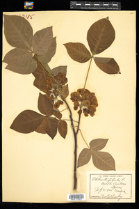 Ptelea trifoliata image