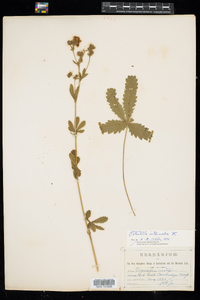 Potentilla intermedia image