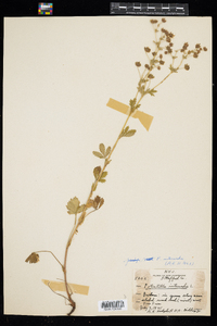 Potentilla intermedia image