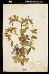 Potentilla norvegica image