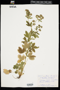 Potentilla norvegica image