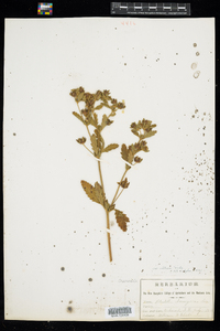 Potentilla norvegica image