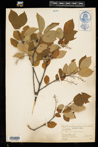 Prunus virginiana image