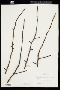 Malus pumila image