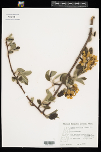 Image of Pyrus pyrifolia