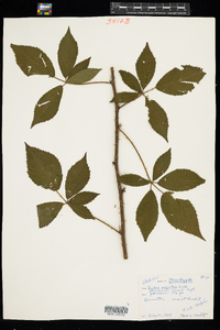 Rubus pensilvanicus image