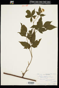 Rubus pensilvanicus image