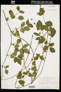 Rubus flagellaris image