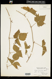 Rubus flagellaris image