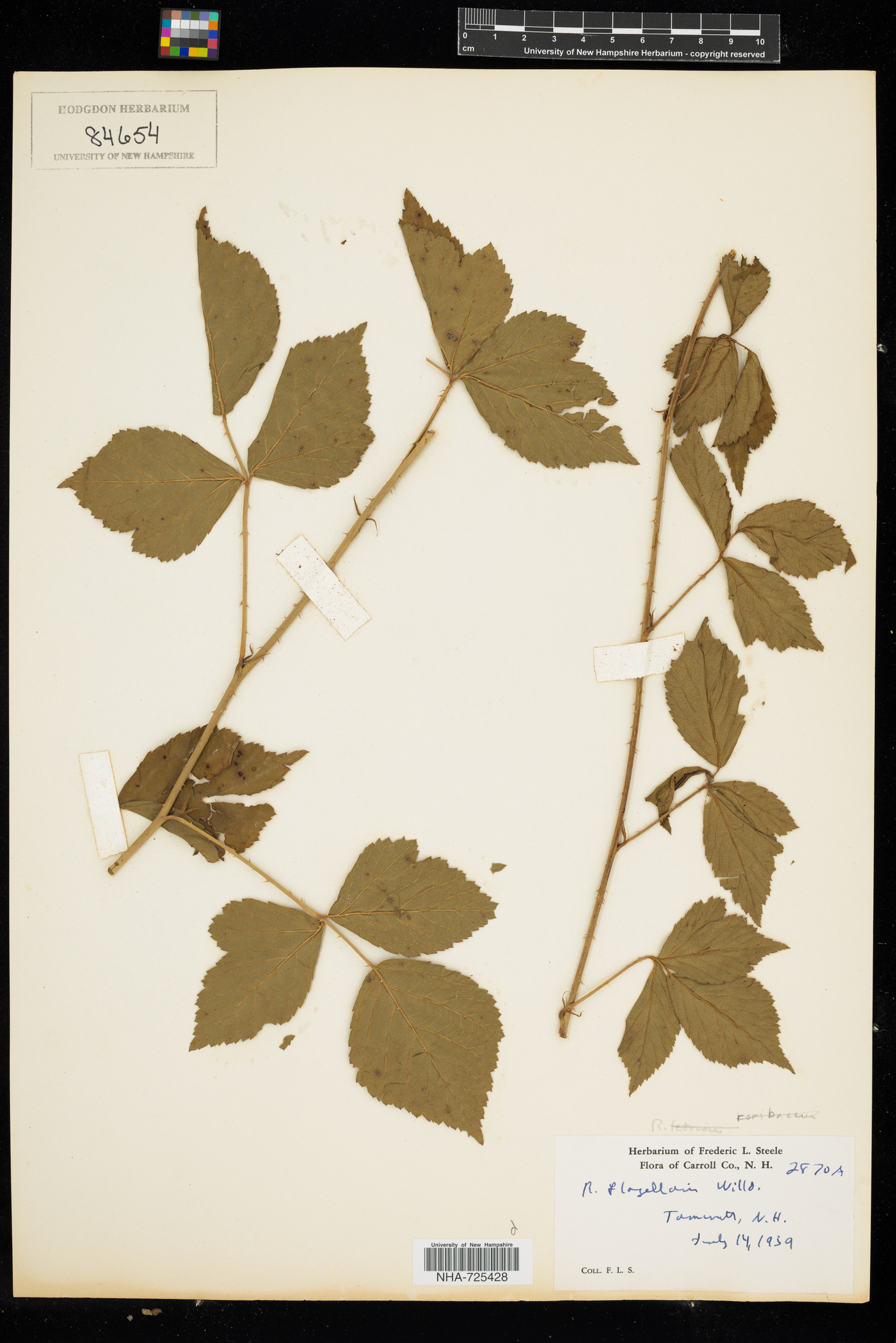 Rubus flagellaris image