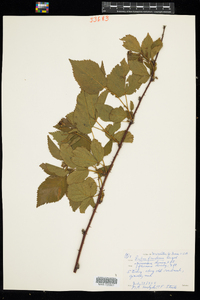 Rubus pensilvanicus image