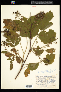 Rubus pensilvanicus image