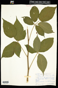 Rubus pensilvanicus image