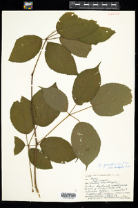 Rubus pensilvanicus image