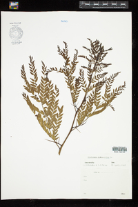 Gleditsia triacanthos image