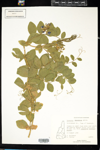 Lathyrus japonicus image