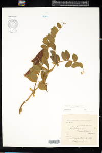 Lathyrus japonicus image