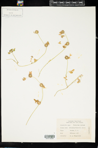 Image of Trifolium cernuum