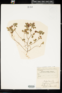 Trifolium campestre image