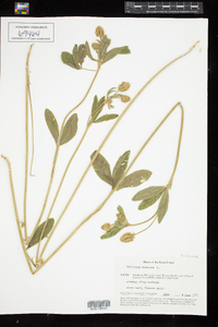 Trifolium montanum image