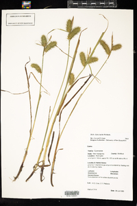 Carex lurida image