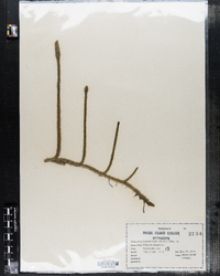 Lycopodiella alopecuroides image