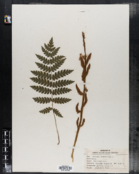 Osmunda cinnamomea image