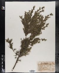 Image of Juniperus chinenesis var. pfitzeriana