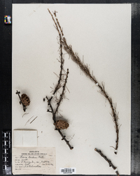 Larix decidua image