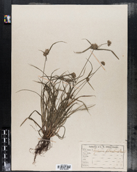 Cyperus filiculmis image