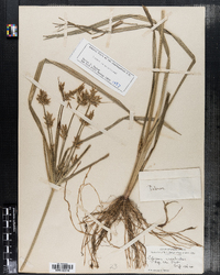 Cyperus esculentus image