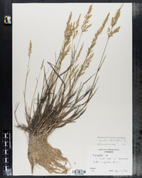 Agrostis stolonifera image