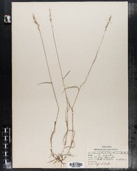 Agrostis stolonifera image