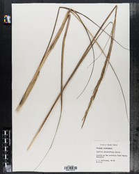 Spartina alterniflora image